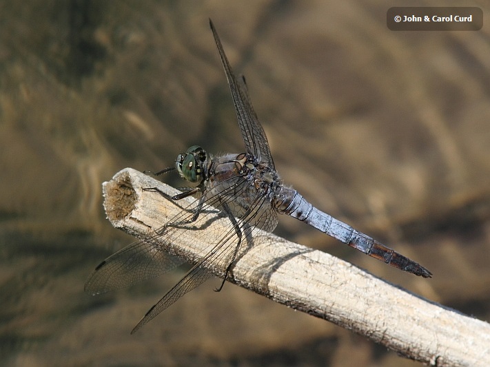 J01_3698 Orthetrum cancellatum male.JPG